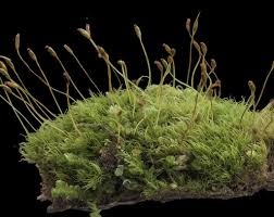 Attēlu rezultāti vaicājumam “Dicranum montanum sporophyte”