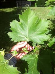 Attēlu rezultāti vaicājumam “Platanus x hispanica (syn. Platanus x acerifolia) leaf”