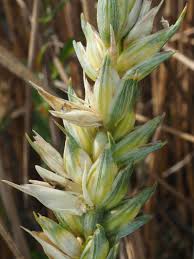 Attēlu rezultāti vaicājumam “Triticum aestivum”