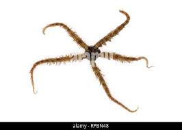 Attēlu rezultāti vaicājumam “Comatricha fragilis”