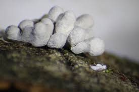 Attēlu rezultāti vaicājumam “Claustria didermoides”