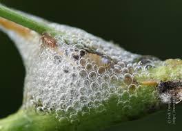 Attēlu rezultāti vaicājumam “Aphrophoridae imago”