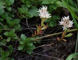 Attēlu rezultāti vaicājumam “Phedimus spurius”