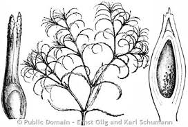 Attēlu rezultāti vaicājumam “Najas minor leaf”