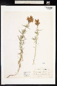 Attēlu rezultāti vaicājumam “Dracocephalum ruyschiana”