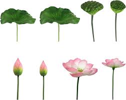 Attēlu rezultāti vaicājumam “Lotus sp. bud”