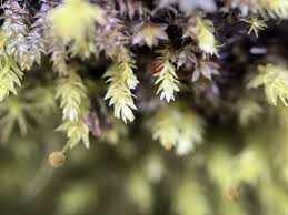 Attēlu rezultāti vaicājumam “Aulacomnium androgynum”