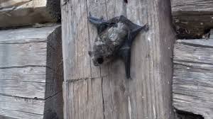 Attēlu rezultāti vaicājumam “Eptesicus nilssonii”