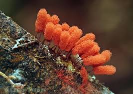 Attēlu rezultāti vaicājumam “Stemonitis marjana macro”