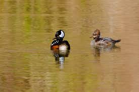 Image result for Aythya affinis