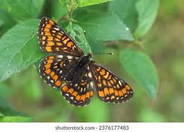 Attēlu rezultāti vaicājumam “Euphydryas maturna upperside”