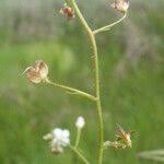 Attēlu rezultāti vaicājumam “Veronica scutellata fruit”