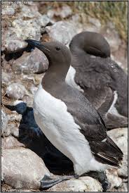 Image result for Uria aalge