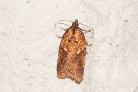 Attēlu rezultāti vaicājumam “Acleris aspersana”