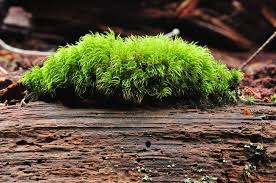 Attēlu rezultāti vaicājumam “Dicranales”