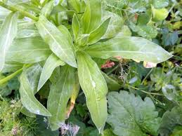 Attēlu rezultāti vaicājumam “Inula salicina leaf”