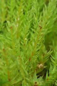 Attēlu rezultāti vaicājumam “Pohlia wahlenbergii macro”