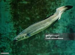 Image result for Conger conger