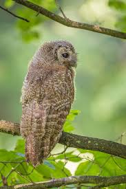 Attēlu rezultāti vaicājumam “Strix aluco juvenile”