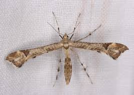 Attēlu rezultāti vaicājumam “Platyptilia gonodactyla imago”