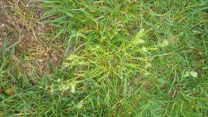 Attēlu rezultāti vaicājumam “Poa remota bud”