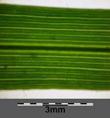 Attēlu rezultāti vaicājumam “Poa compressa leaf”