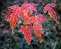 Attēlu rezultāti vaicājumam “Acer tataricum subsp. ginnala flower”