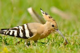 Image result for hoepoe