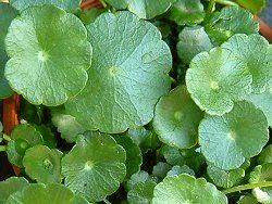 「銅錢草」的圖片搜尋結果