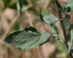 Attēlu rezultāti vaicājumam “Chenopodiaceae”