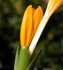 Attēlu rezultāti vaicājumam “Colchicum luteum flower”