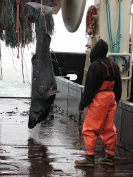 Image result for Somniosus pacificus