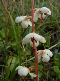 Attēlu rezultāti vaicājumam “Pyrola rotundifolia”