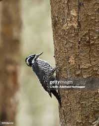 Attēlu rezultāti vaicājumam “Picoides tridactylus adult”