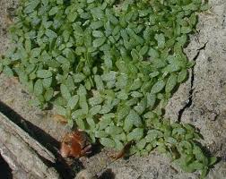 Attēlu rezultāti vaicājumam “Callitrichaceae”
