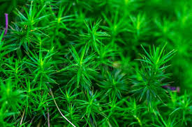 Attēlu rezultāti vaicājumam “Polytrichum formosum”