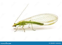 Attēlu rezultāti vaicājumam “Chrysopidae imago”