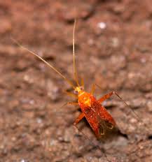 Attēlu rezultāti vaicājumam “Phytocoris varipes”
