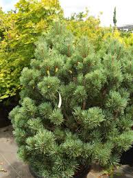 Attēlu rezultāti vaicājumam “Psithyrus sylvestris”