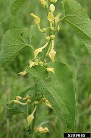 Attēlu rezultāti vaicājumam “Aristolochiaceae”