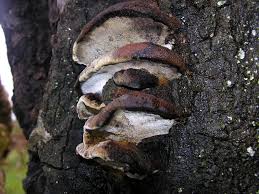 Attēlu rezultāti vaicājumam “Inonotus rheades”