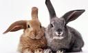 uk bunny sex tape