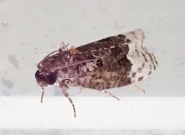 Attēlu rezultāti vaicājumam “Apotomis betuletana”