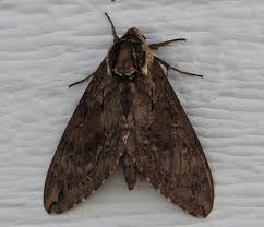 Attēlu rezultāti vaicājumam “Sphingidae”