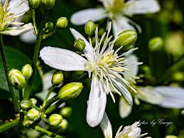 Attēlu rezultāti vaicājumam “Ranunculaceae”