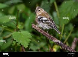 Attēlu rezultāti vaicājumam “Fringilla coelebs juvenile”