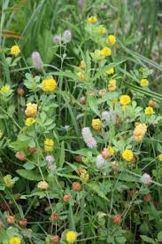 Attēlu rezultāti vaicājumam “Trifolium aureum leaf”