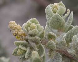 Attēlu rezultāti vaicājumam “Atriplex calotheca flower”