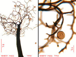 Attēlu rezultāti vaicājumam “Badhamia bethelii”