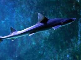 Image result for Mustelus mustelus